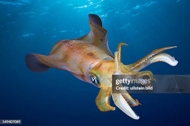 Bigfin Reef Squid, Sepioteuthis lessoniana, Daedalus Reef, Red Sea, Egypt