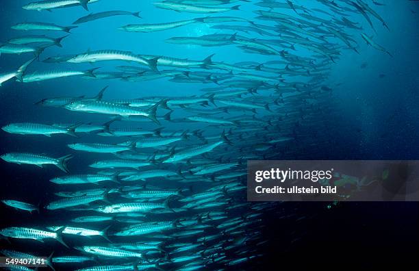 Blackfin barracuda and scuba diver, Sphyraena qenie, Malaysia, Pazifik, Pacific ocean, Borneo, Sipadan