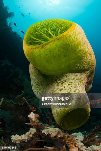 Green Reef Didemnum, Didemnum molle, Alam Batu, Bali, Indonesia