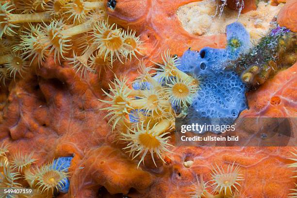 Yellow Cluster Anemone on red Sponge, Parazoanthus axinellae, Tamariu, Costa Brava, Mediterranean Sea, Spain