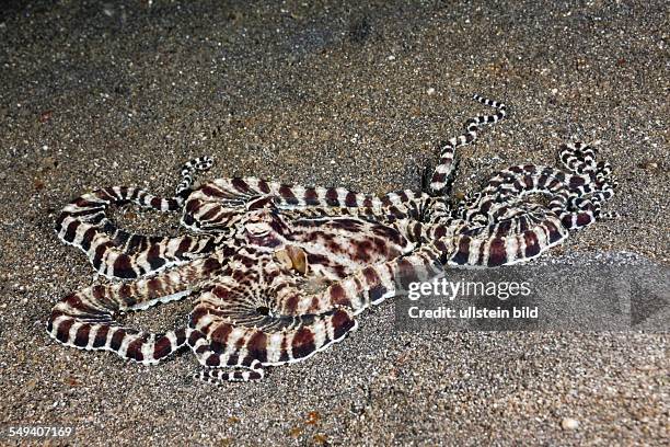 Mimic Octopus, Thaumoctopus mimicus, Lembeh Strait, North Sulawesi, Indonesia