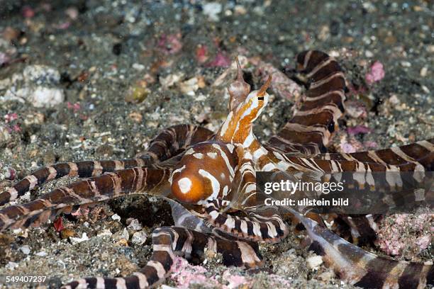 Wonderpus Octopus, Wunderpus photogenicus, Lembeh Strait, North Sulawesi, Indonesia