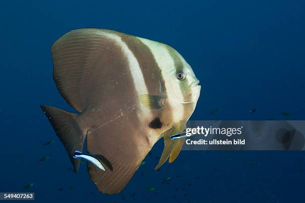 Longfin Batfish and Cleaner Wrasse, Platax teira, Raja Ampat, West Papua, Indonesia