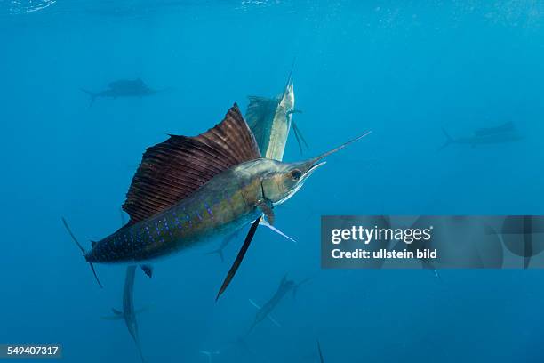 Atlantic Sailfishes, Istiophorus albicans, Islamorada, Florida Keys, Florida, USA