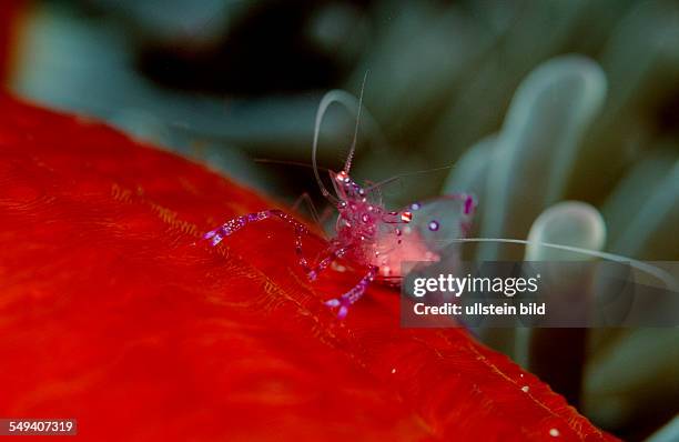 Shrimp in anemone, Periclimenes tosaensis, Australia, Pacific Ocean, Great Barrier Reef