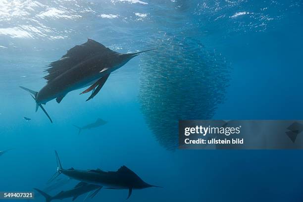 Atlantic Sailfish hunting Sardines, Istiophorus albicans, Isla Mujeres, Yucatan Peninsula, Caribbean Sea, Mexico