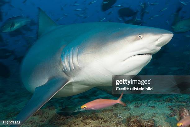 Bull Shark, Carcharhinus leucas, Beqa Lagoon, Viti Levu, Fiji