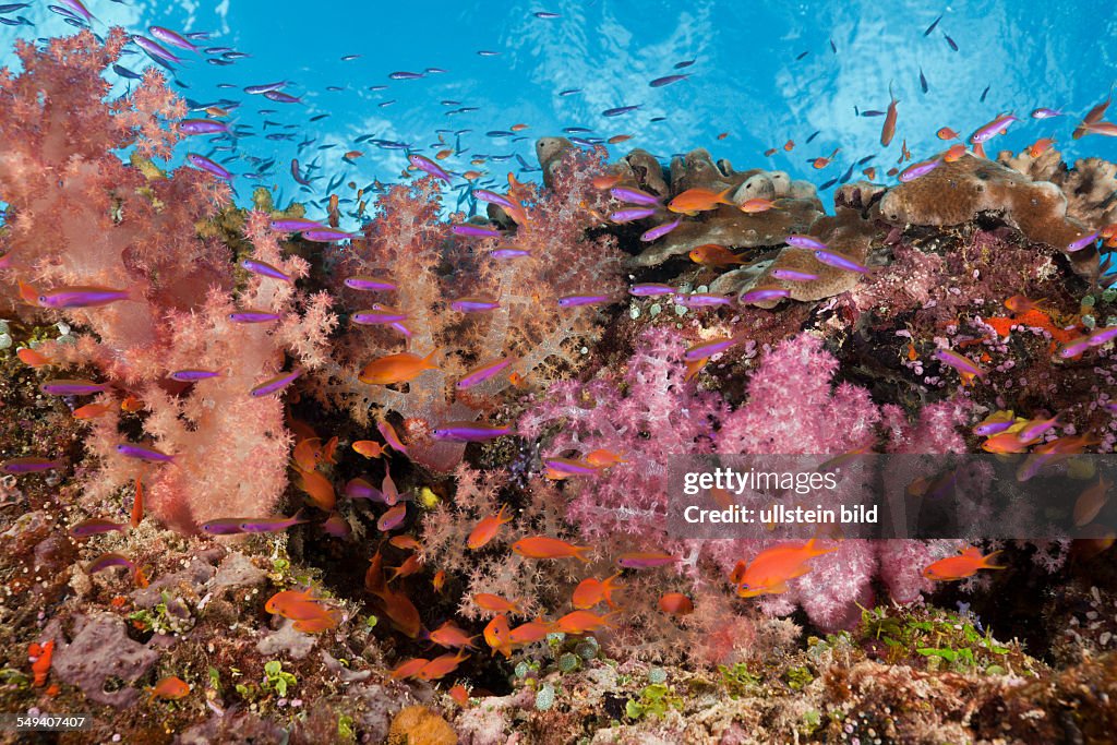 Colorful Coral Reef, Makogai, Lomaviti, Fiji