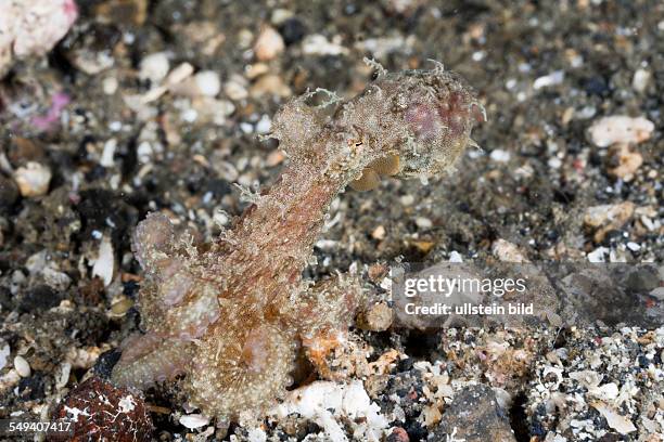 Hairy Octopus, Octopus sp., Lembeh Strait, North Sulawesi, Indonesia