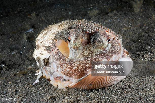 Coconut Octopus hiding in Shell, Octopus marginatus, Lembeh Strait, North Sulawesi, Indonesia