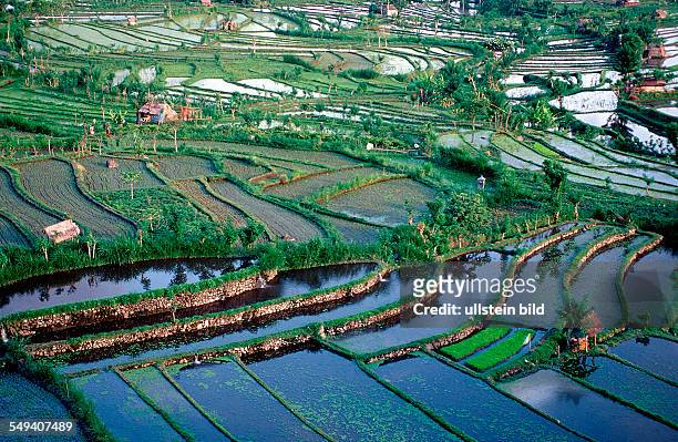 Rice field, aerial view, Indonesia, Indian Ocean, Bali