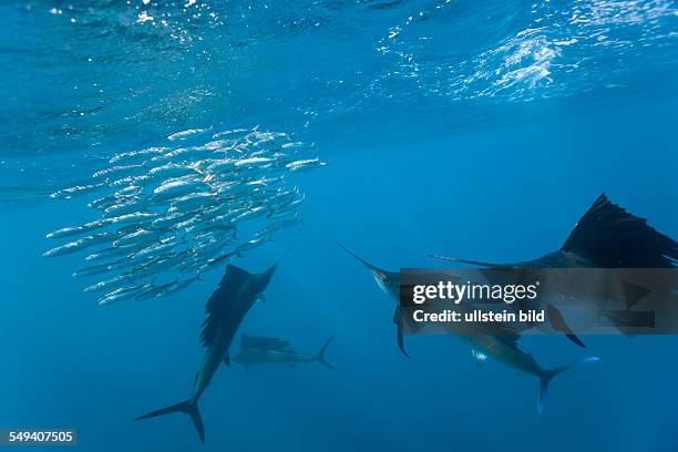 Atlantic Sailfish, Istiophorus albicans, Isla Mujeres, Yucatan Peninsula, Caribbean Sea, Mexico