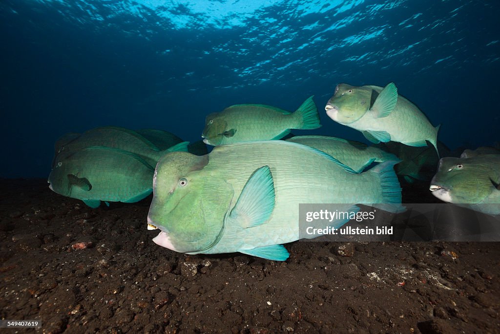 Group of Bumphead Parrotfish, Bolbometopon muricatum, Tulamben, Bali, Indonesia