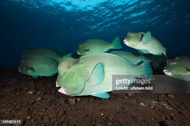 Group of Bumphead Parrotfish, Bolbometopon muricatum, Tulamben, Bali, Indonesia