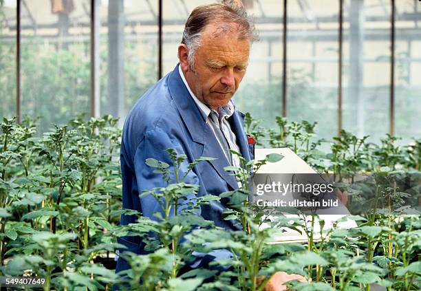 Germany, Cologne - Max Planck Institute, genetically altered potatoes are tested for resistance ability against viral diseases.