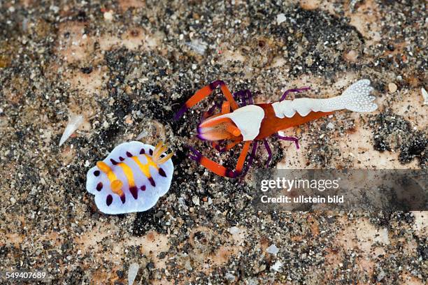 Emperor Shrimp with Nudibranch, Periclimenes imperator, Chromodoris sp., Lembeh Strait, North Sulawesi, Indonesia