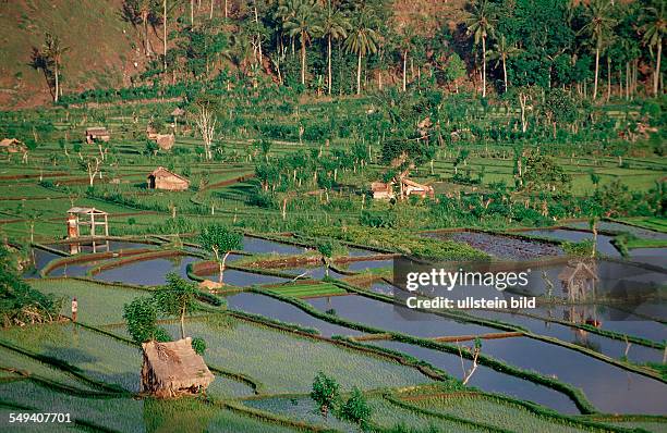 Rice field, aerial view, Indonesia, Indian Ocean, Bali