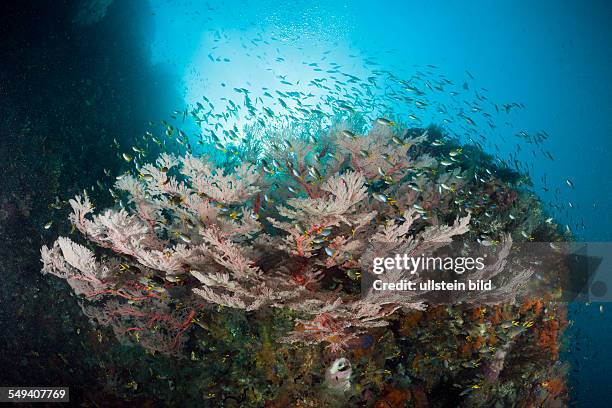 Coral Demoiselle surrounding Seafan, Neopomacentrus sp., Raja Ampat, West Papua, Indonesia