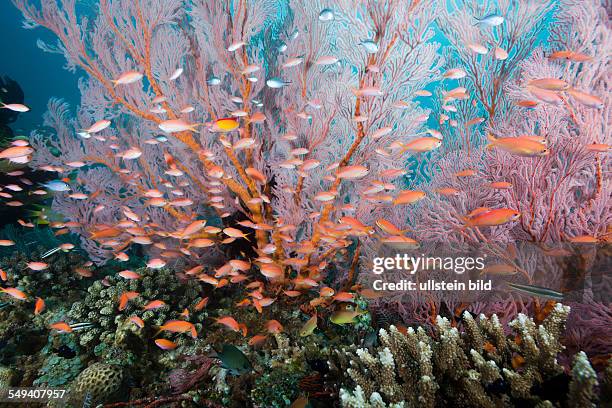 Pacific Flame Anthias in Coral Reef, Pseudanthias dispar, Amed, Bali, Indonesia
