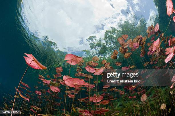 Water Lilies in Car Wash Cenote Aktun Ha, Tulum, Yucatan Peninsula, Mexico