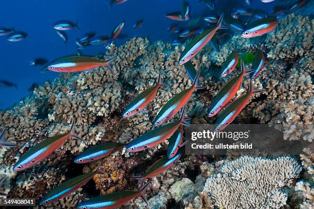 Shoal of Neon Fusilier over Reef, Pterocaesio tile, Namena Marine Reserve, Fiji