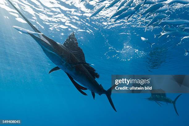 Atlantic Sailfish hunting Sardines, Istiophorus albicans, Isla Mujeres, Yucatan Peninsula, Caribbean Sea, Mexico