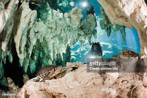Scuba Diver discover Slider Turtle in Gran Cenote, Trachemys scripta venusta, Tulum, Yucatan Peninsula, Mexico