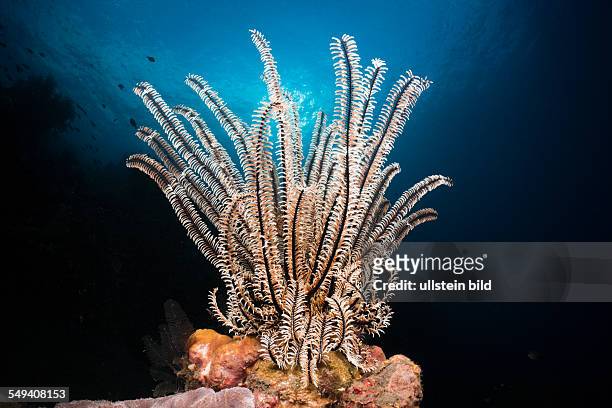 Featherstar in Coral Reef, Comantheria sp., Alam Batu, Bali, Indonesia