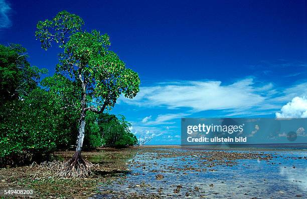 Mangroves island, Papua New Guinea, Neu Irland, New Ireland