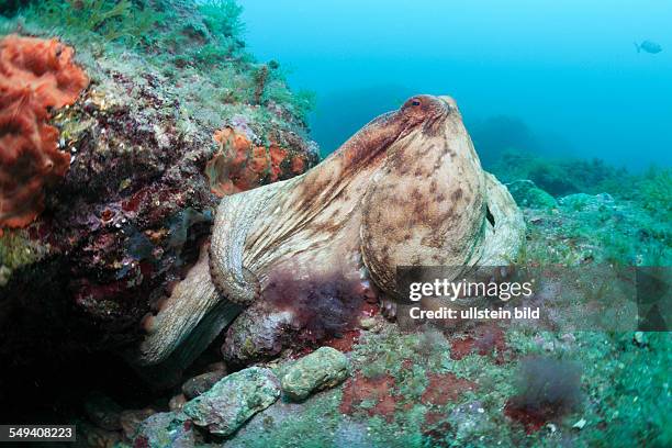 Common Octopus over Reef, Octopus vulgaris, Cap de Creus, Costa Brava, Spain