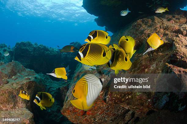 Racoon-Butterflyfishes, Chaetodon lunula, Cathedrals of Lanai, Maui, Hawaii, USA
