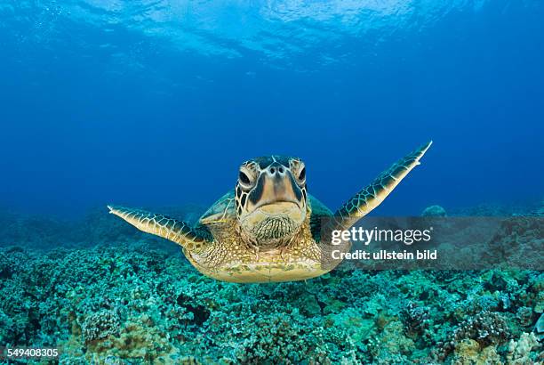 Green Turtle, Chelonia mydas, Maui, Hawaii, USA