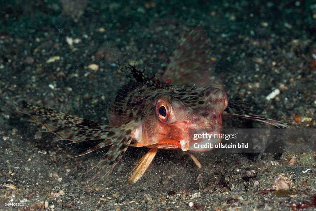 Flying Gurnard, Dactyloptena orientalis, Lembeh Strait, North Sulawesi, Indonesia