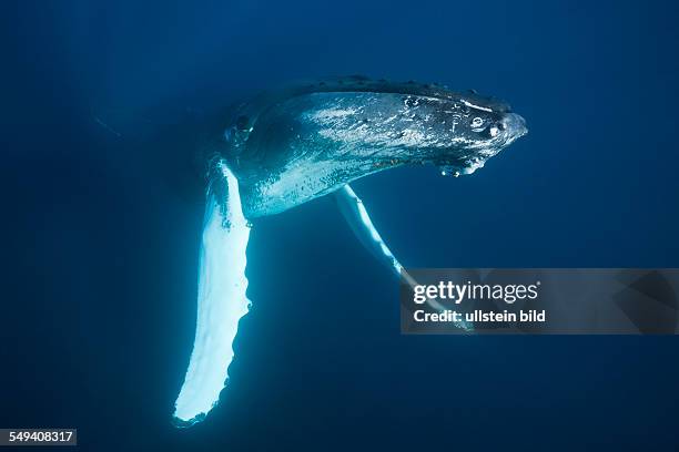 Humpback Whale, Megaptera novaeangliae, Samana Peninsula, Dominican Republic