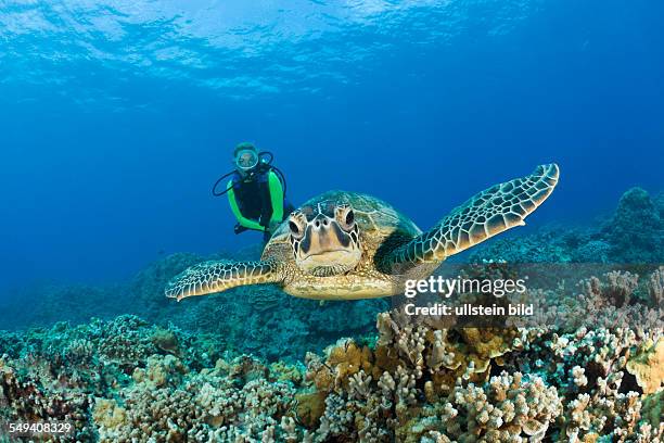 Green Turtle and Diver, Chelonia mydas, Maui, Hawaii, USA