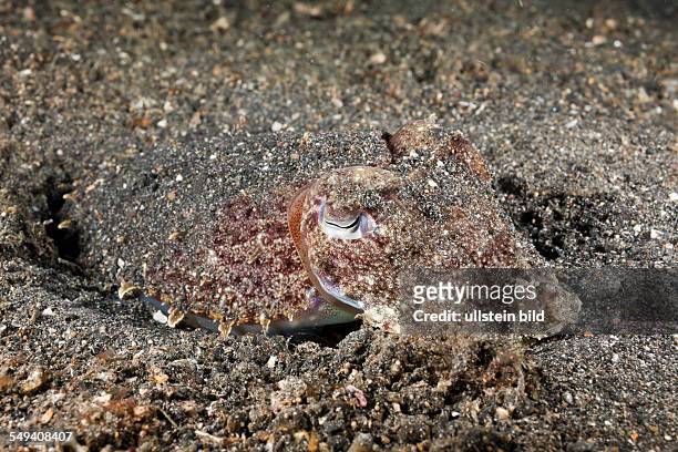 Cuttlefish camouflaged in Sand, Sepia sp., Lembeh Strait, North Sulawesi, Indonesia