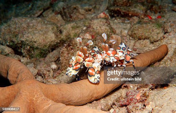 Two Harlequin shrimps feeding a starfish, Hymenoceara elegans, Maldives Island, Indian Ocean, Ari Atol