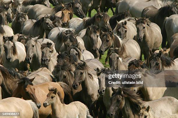 The Dülmen is the only native pony breed in Germany,