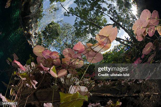 Water Lilies in Gran Cenote, Tulum, Yucatan Peninsula, Mexico