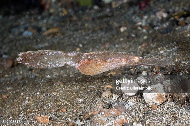 Robust Ghost Pipefish, Solenostomus cyanopterus, Lembeh Strait, North Sulawesi, Indonesia