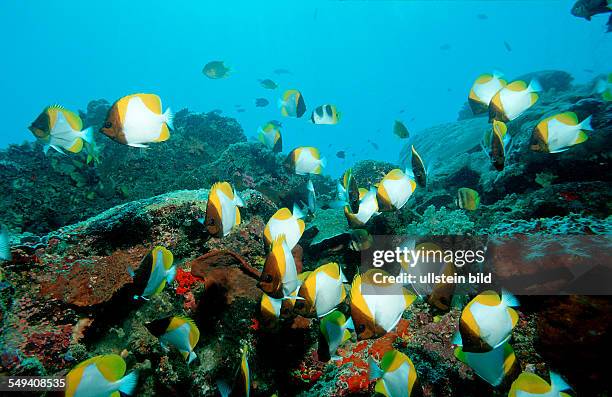 Pyramid butterflyfish, Hemitaurichthys polylepis, Malaysia, Pazifik, Pacific ocean, Borneo, Lankayan
