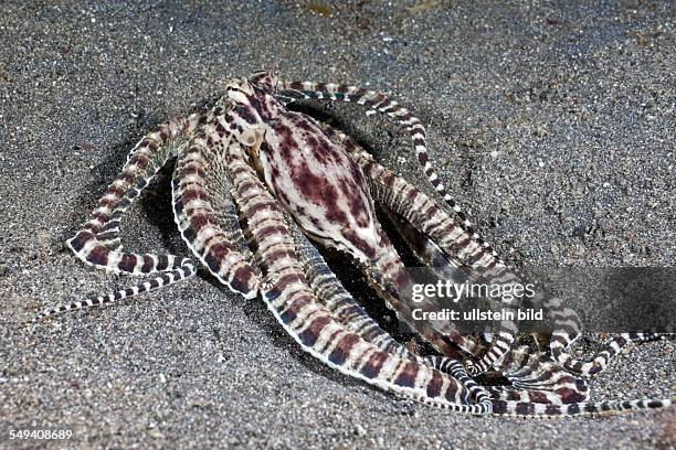 Mimic Octopus, Thaumoctopus mimicus, Lembeh Strait, North Sulawesi, Indonesia