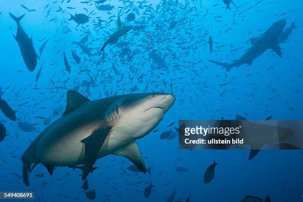 Bull Sharks, Carcharhinus leucas, Beqa Lagoon, Viti Levu, Fiji