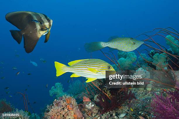 Longfin Batfish and Yellow-ribbon Sweetlips at Cleaning Station, Platax teira, Plectorhinchus polytaenia, Raja Ampat, West Papua, Indonesia