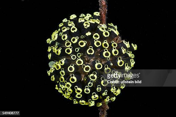 Colony of Tunicates, Clavelina robusta, Lembeh Strait, North Sulawesi, Indonesia