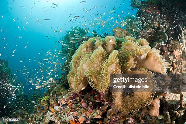 Mushroom Soft Coral, Sarcophyton sp., Raja Ampat, West Papua, Indonesia