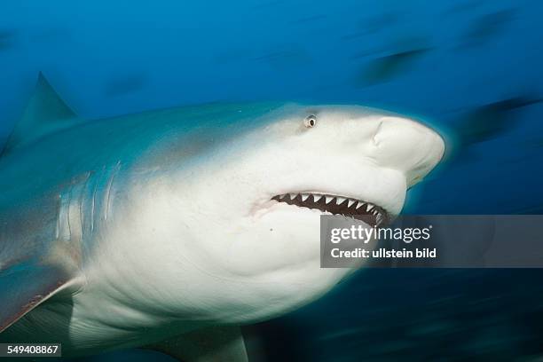 Bull Shark, Carcharhinus leucas, Beqa Lagoon, Viti Levu, Fiji