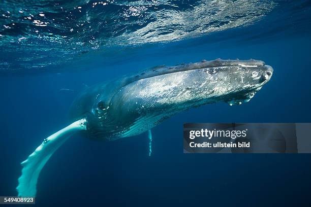 Humpback Whale, Megaptera novaeangliae, Silver Bank, Atlantic Ocean, Dominican Republic