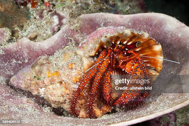 Red Hermit Crab, Dardanus megistos, Raja Ampat, West Papua, Indonesia