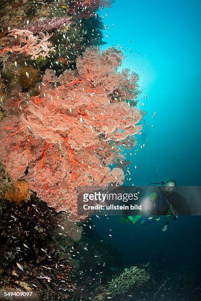 Scuba Diver and Sea Fan, Melithaea sp., Raja Ampat, West Papua, Indonesia